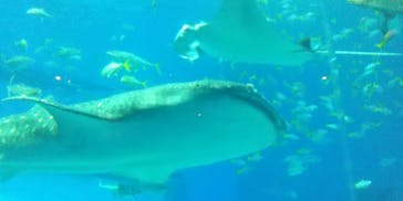 沖縄美ら海水族館に投稿された画像（2022/10/10）
