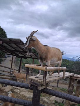 群馬サファリパークに投稿された画像（2022/10/10）