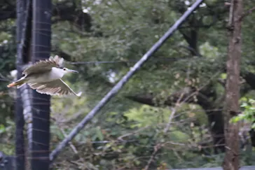 天王寺動物園に投稿された画像（2022/10/10）