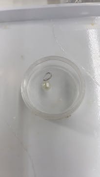 三重県真珠に投稿された画像（2022/10/10）