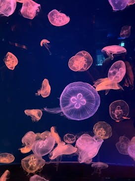 名古屋港水族館に投稿された画像（2022/10/10）