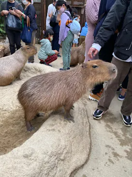 神戸どうぶつ王国に投稿された画像（2022/10/10）