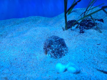 サンシャイン水族館に投稿された画像（2022/10/10）