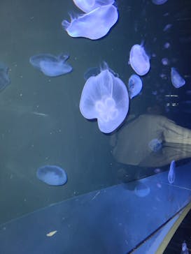 サンシャイン水族館に投稿された画像（2022/10/10）