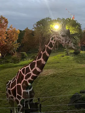 天王寺動物園に投稿された画像（2022/10/10）