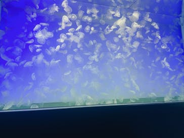 アクアワールド茨城県大洗水族館に投稿された画像（2022/10/10）