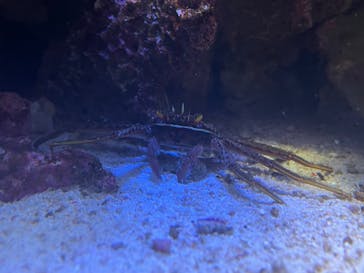横浜開運水族館 フォーチュンアクアリウムに投稿された画像（2022/10/10）
