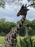 天王寺動物園に投稿された画像（2022/10/11）