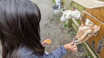 まかいの牧場に投稿された画像（2022/10/11）