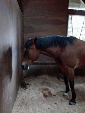 ノーザンホースパークに投稿された画像（2022/10/11）