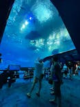 沖縄美ら海水族館に投稿された画像（2022/10/11）