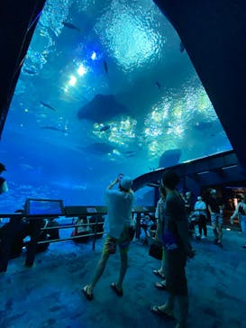 沖縄美ら海水族館に投稿された画像（2022/10/11）