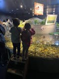 サケのふるさと 千歳水族館に投稿された画像（2022/10/11）