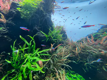 すみだ水族館に投稿された画像（2022/10/11）