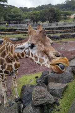 伊豆アニマルキングダムに投稿された画像（2022/10/11）