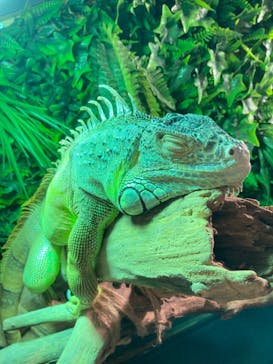 Moff animal cafe イオンモール幕張新都心店に投稿された画像（2022/10/11）