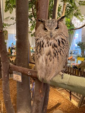 Moff animal cafe イオンモール幕張新都心店に投稿された画像（2022/10/11）