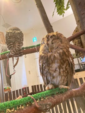 Moff animal cafe イオンモール幕張新都心店に投稿された画像（2022/10/11）