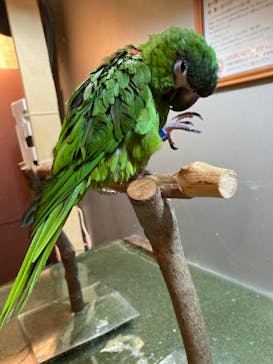 Moff animal cafe イオンモール幕張新都心店に投稿された画像（2022/10/11）