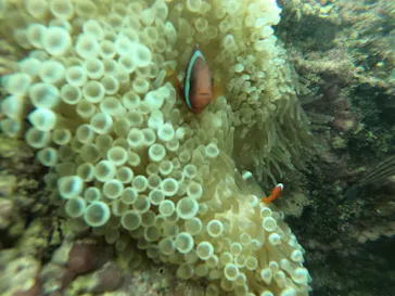 武藤潜水に投稿された画像（2022/10/12）