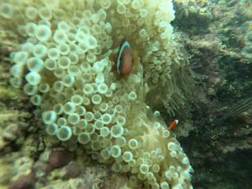 武藤潜水に投稿された画像（2022/10/12）