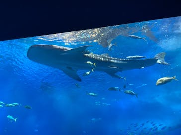 沖縄美ら海水族館に投稿された画像（2022/10/12）