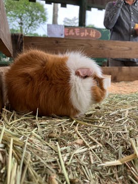 まかいの牧場に投稿された画像（2022/10/12）