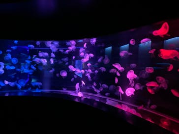 京都水族館に投稿された画像（2022/10/12）