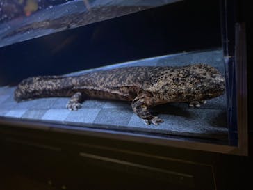 京都水族館に投稿された画像（2022/10/12）