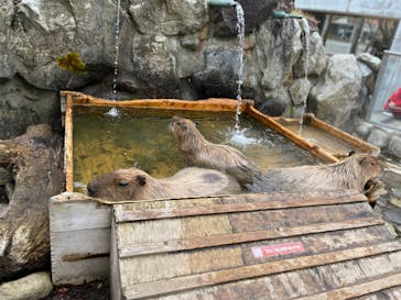 那須どうぶつ王国に投稿された画像（2022/10/13）