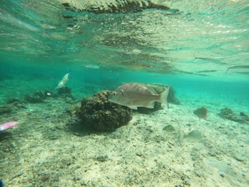 沖縄マリンサービス碧に投稿された画像（2022/10/13）