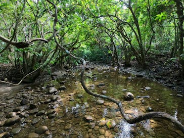 西表島 ADVENTURE PiPi（アドベンチャーピピ）に投稿された画像（2022/10/13）