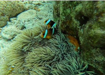 DIVING-SHOP SUNSに投稿された画像（2022/10/13）