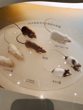 国立科学博物館に投稿された画像（2022/10/13）