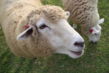 まかいの牧場に投稿された画像（2022/10/13）