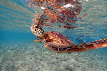 宮古島マリン SUGAR3（シュガースリー）に投稿された画像（2022/10/13）