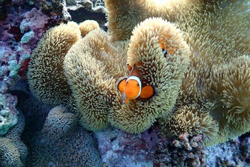 宮古島マリン SUGAR3（シュガースリー）に投稿された画像（2022/10/13）