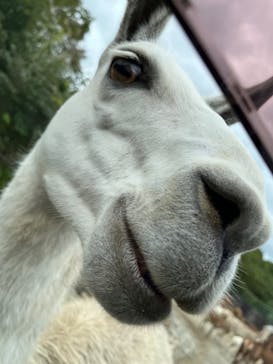 那須サファリパークに投稿された画像（2022/10/14）