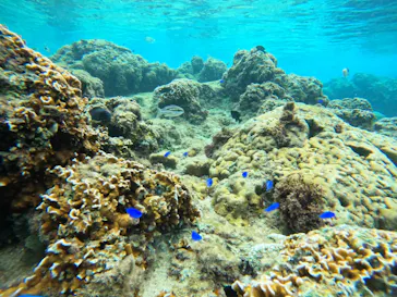 武藤潜水に投稿された画像（2022/10/14）