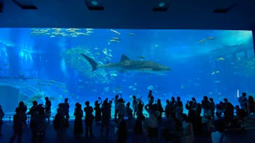 沖縄美ら海水族館に投稿された画像（2022/10/14）