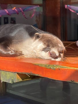 ゼロ距離水族館 伊勢シーパラダイスに投稿された画像（2022/10/14）