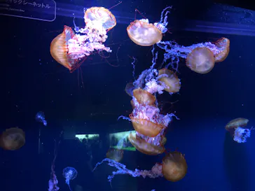 すみだ水族館に投稿された画像（2022/10/14）