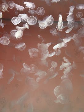 アクアワールド茨城県大洗水族館に投稿された画像（2022/10/14）