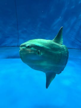 アクアワールド茨城県大洗水族館に投稿された画像（2022/10/14）