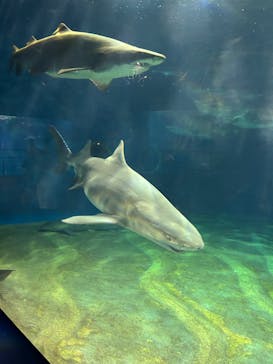 アクアワールド茨城県大洗水族館に投稿された画像（2022/10/14）