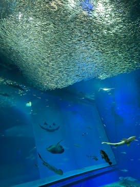 アクアワールド茨城県大洗水族館に投稿された画像（2022/10/14）