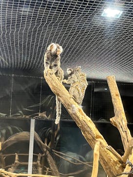 カワスイ 川崎⽔族館に投稿された画像（2022/10/14）