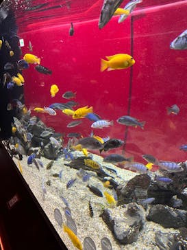 カワスイ 川崎⽔族館に投稿された画像（2022/10/14）