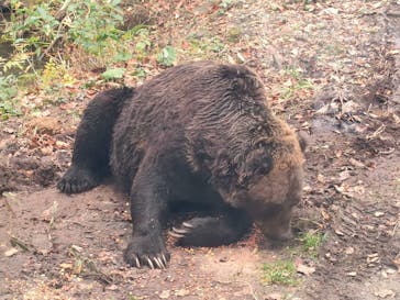 サホロリゾート　ベア･マウンテンに投稿された画像（2022/10/15）