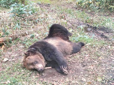 サホロリゾート　ベア･マウンテンに投稿された画像（2022/10/15）